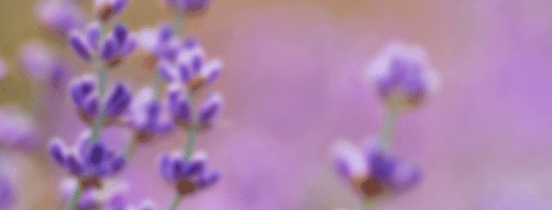 Blurred flowers on a purple background
